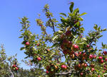 080910himeringo.jpg
