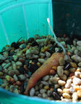 080911tuber.jpg