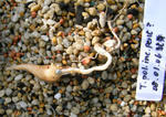 080911tuber080507.jpg