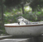 080911bird.jpg