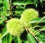 080912kuri.jpg