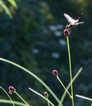 080912waremokou.jpg