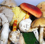080915tamagodake.jpg
