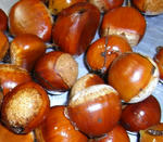 080921kuri.jpg
