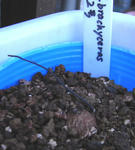 080922tuber.jpg