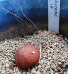 080929tuber.jpg