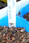 081003beuthii.jpg