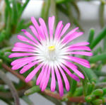 081003delosperma.jpg