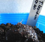 081011lepidum9.jpg