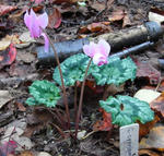 081012cyclamen.jpg