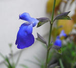081014cobalt.jpg