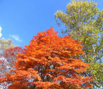 081016koyo.jpg