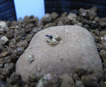 081019beuthii3.jpg