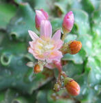 081024lewisia.jpg