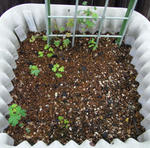 081024ciliatum.jpg