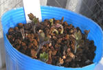 081106majus.jpg