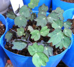 081108majus.jpg