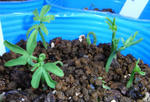 081109canary.jpg