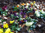 081127pansy.jpg