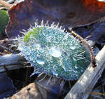 081130meconopsis2.jpg