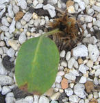 081130meconopsis1.jpg