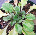 081130primura.jpg