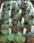081203ladybird.jpg
