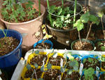 081208manin.jpg