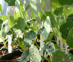 081221majus.jpg