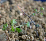 081225beuthii3.jpg