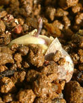 081226polyphyllum.jpg