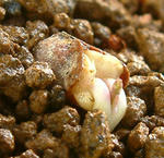 081226polyphyllum2.jpg