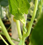 081228majus.jpg