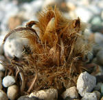 081229meconopsis.jpg