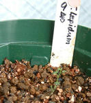 090104lepidum9.jpg