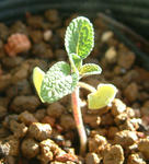 090106sage.jpg