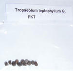 090107leptophyllum.jpg