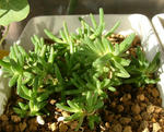 090115delosperma2.jpg