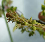 090115beuthii.jpg