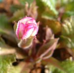 090118primura.jpg