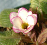 090119primura.jpg