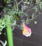 090126brachyceras.jpg