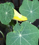 090126majus.jpg