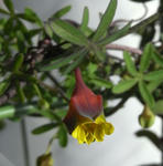 090129brachyceras.jpg