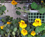 090130onsitsu.jpg