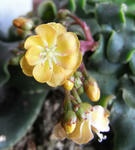 090201lewisia1.jpg