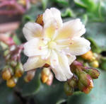 090201lewisia2.jpg
