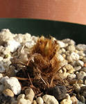 090202meconopsis.jpg