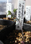 090204polyphyllum.jpg