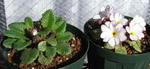 090205primura.jpg